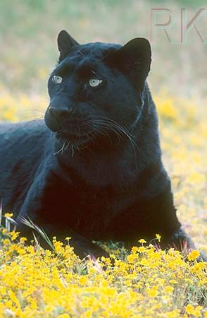 Blackpanther - 72.jpg